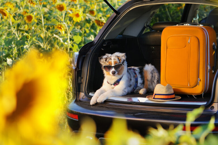 Hund i bil vid ett solrosfält